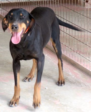 Koulia, weiblicher Hound-Mix