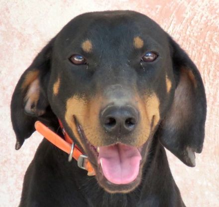 Koulia, weiblicher Hound-Mix