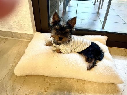 4 Monate reinrassige Yorki