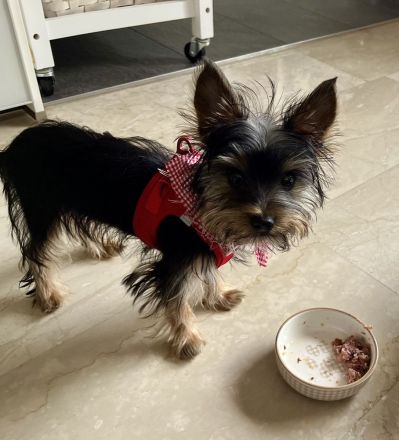 4 Monate reinrassige Yorki