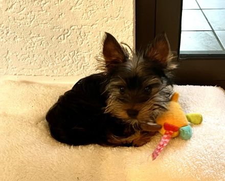 4 Monate reinrassige Yorki