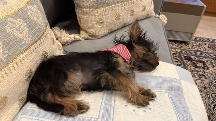 4 Monate reinrassige Yorki