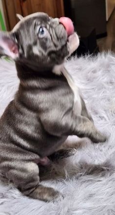*Französische Bulldogge Welpen Merle blue Peat Black Brindle mit Ahnentafel suchen ein Zuhause *