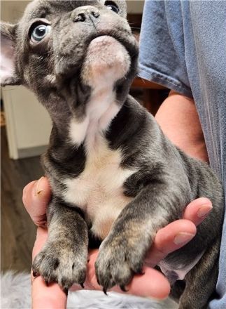 *Französische Bulldogge Welpen Merle blue Peat Black Brindle mit Ahnentafel suchen ein Zuhause *