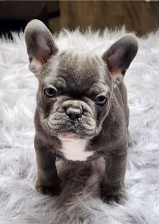 *Französische Bulldogge Welpen Merle blue Peat Black Brindle mit Ahnentafel suchen ein Zuhause *