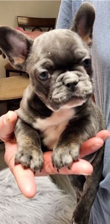 *Französische Bulldogge Welpen Merle blue Peat Black Brindle mit Ahnentafel suchen ein Zuhause *