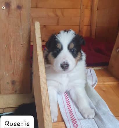 Amerikanischer Collie Welpen