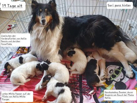 Amerikanischer Collie Welpen