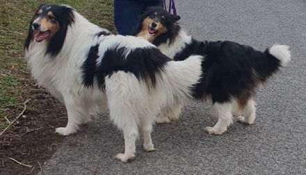 Amerikanischer Collie Welpen