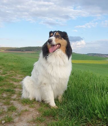 Amerikanischer Collie Welpen