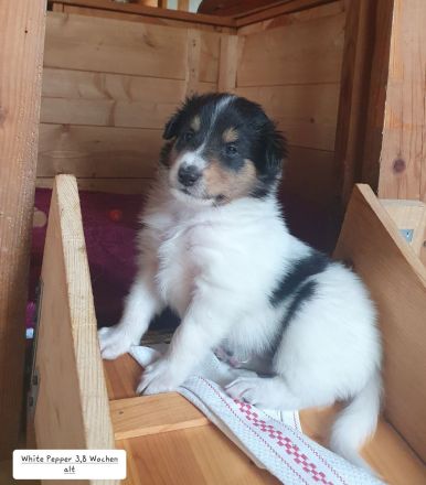 Amerikanischer Collie Welpen