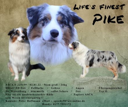 Australian Shepherd Deckrüde Blue merle