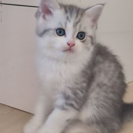 BKH jung Katzen Abgabebereit