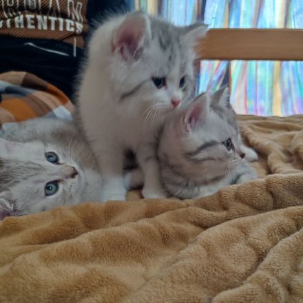 BKH jung Katzen Abgabebereit