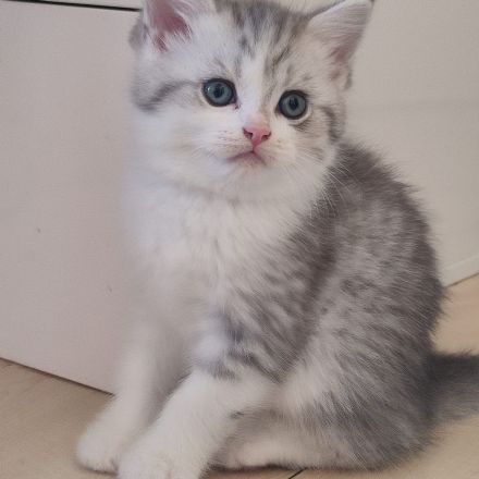 BKH jung Katzen Abgabebereit