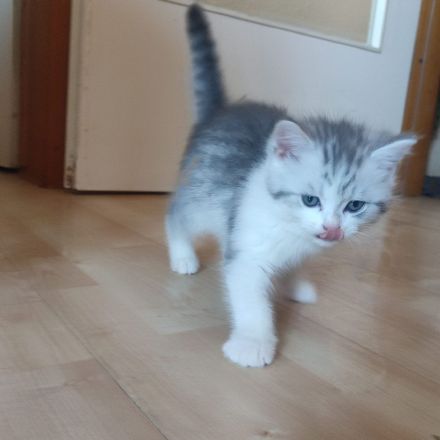 BKH jung Katzen Abgabebereit