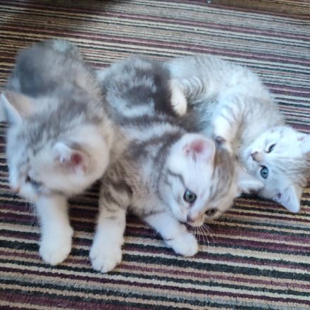 BKH jung Katzen Abgabebereit