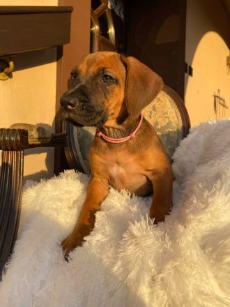 Rhodesian Ridgeback