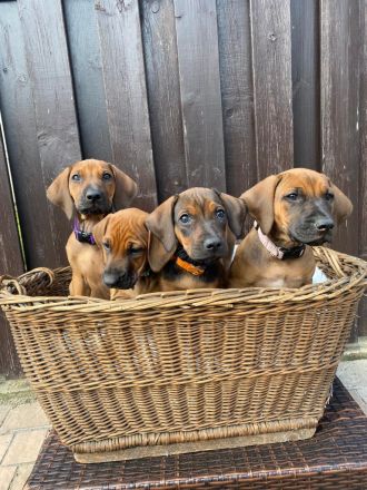 Rhodesian Ridgeback