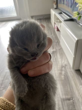 BKH KITTEN 4stück