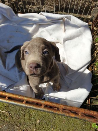 Weimaraner in silber x Labradoodle in braun = Weimaraner + Labradore + Labradoddle