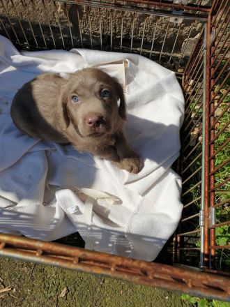 Weimaraner in silber x Labradoodle in braun = Weimaraner + Labradore + Labradoddle