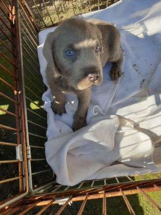 Weimaraner in silber x Labradoodle in braun = Weimaraner + Labradore + Labradoddle