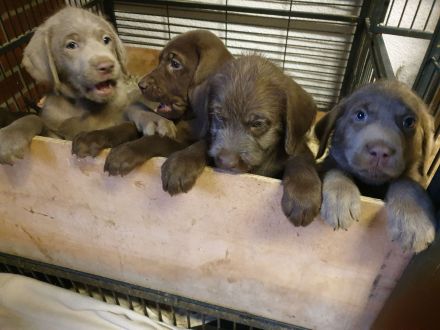 Weimaraner in silber x Labradoodle in braun = Weimaraner + Labradore + Labradoddle