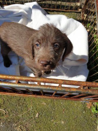 Weimaraner in silber x Labradoodle in braun = Weimaraner + Labradore + Labradoddle