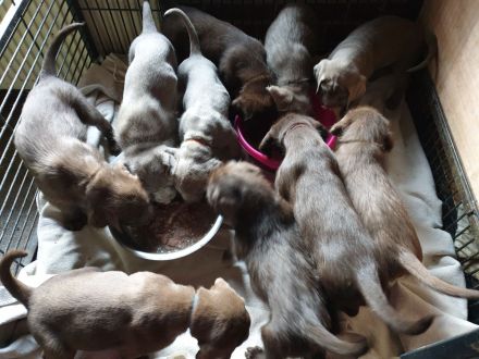 Weimaraner in silber x Labradoodle in braun = Weimaraner + Labradore + Labradoddle