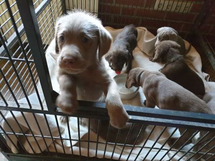 Weimaraner in silber x Labradoodle in braun = Weimaraner + Labradore + Labradoddle