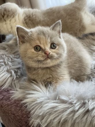 Wunderschönes BKH Mädchen