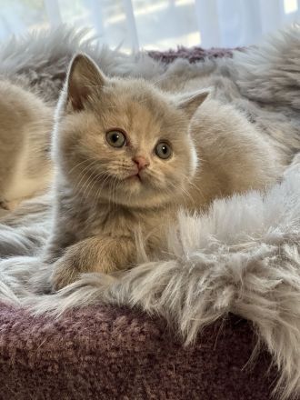 Wunderschönes BKH Mädchen