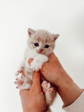 Britisch Kurzhaar Kitten zu verkaufen