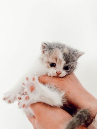 Britisch Kurzhaar Kitten zu verkaufen