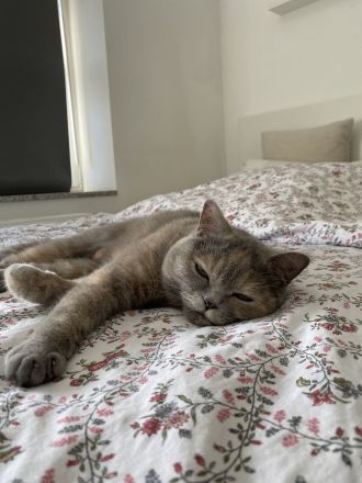 Britisch Kurzhaar Kitten zu verkaufen