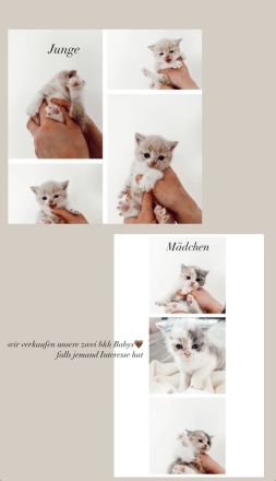 Britisch Kurzhaar Kitten zu verkaufen