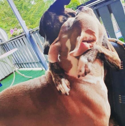 Pocket Bully sucht neues Zuhause