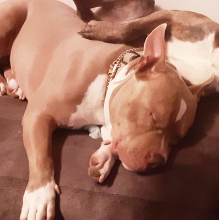 Pocket Bully sucht neues Zuhause