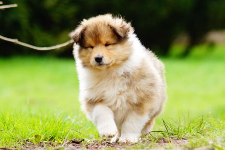 Britische Langhaar Collierüdenwelpen VDH FCI