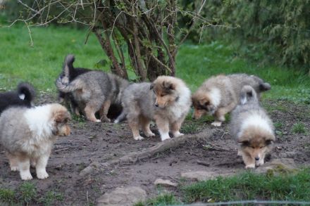 Britische Langhaar Collierüdenwelpen VDH FCI