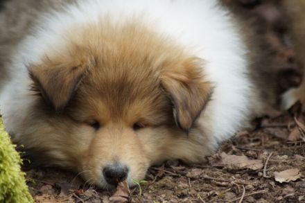 Britische Langhaar Collierüdenwelpen VDH FCI