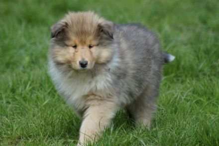 Britische Langhaar Collierüdenwelpen VDH FCI