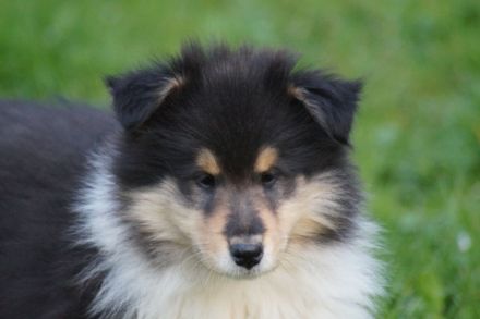 Britische Langhaar Collierüdenwelpen VDH FCI