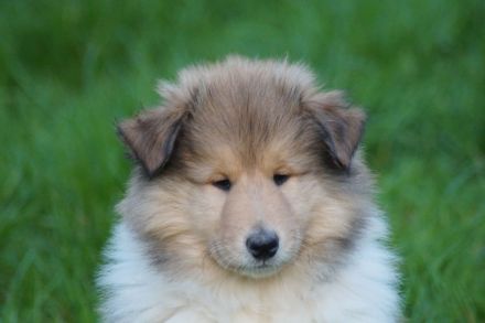 Britische Langhaar Collierüdenwelpen VDH FCI