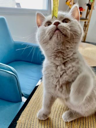 BKH Kitten - auszugsbereit - Stammbaum - Mädchen