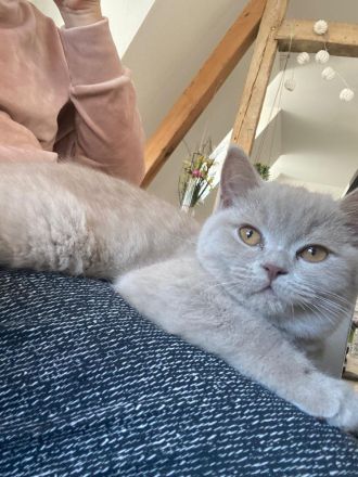 BKH Kitten - auszugsbereit - Stammbaum - Mädchen