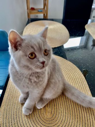 BKH Kitten - auszugsbereit - Stammbaum - Mädchen