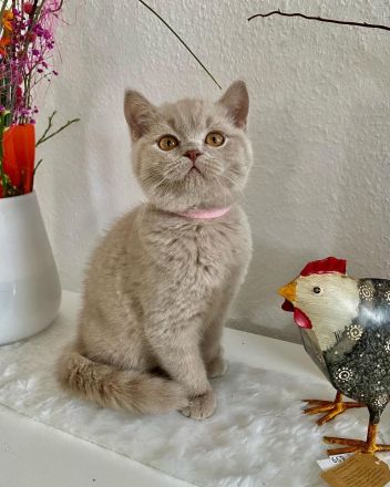 BKH Kitten - auszugsbereit - Stammbaum - Mädchen