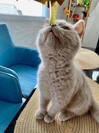 BKH Kitten - auszugsbereit - Stammbaum - Mädchen